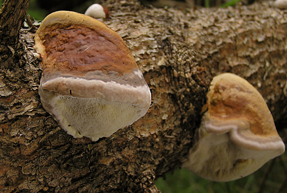 práchnovček pásikavý Fomitopsis pinicola (Sw.) P. Karst.