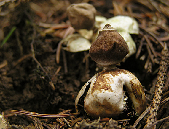 hviezdovka štvorcípová Geastrum quadrifidum DC. ex Pers.