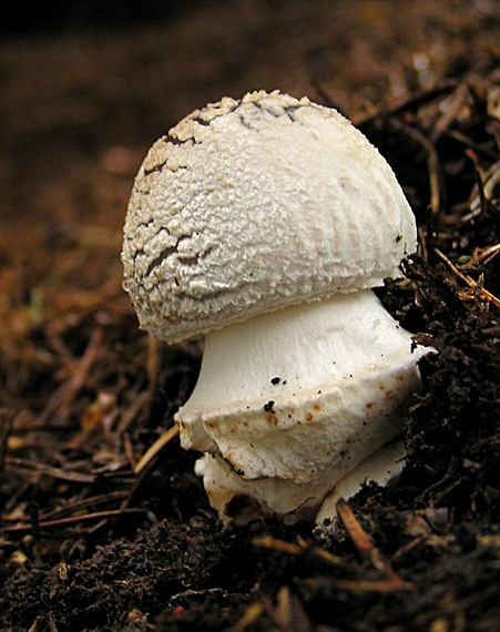 muchotrávka hrubá Amanita excelsa (Fr.) Bertill.