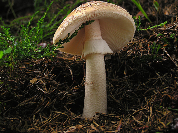 muchotrávka červenkastá Amanita rubescens Pers.