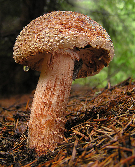 muchotrávka červenkastá Amanita rubescens Pers.