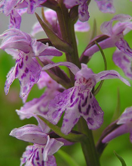 vstavačovec fuchsov pravý Dactylorhiza fuchsii subsp. fuchsii (Druce) Soó