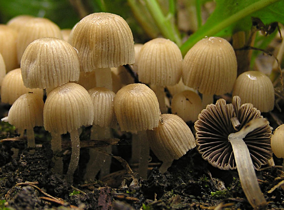 hnojník rozsiaty Coprinellus disseminatus (Pers.) J.E. Lange