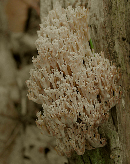 korunovec svietnikovitý Artomyces pyxidatus (Pers.) Jülich