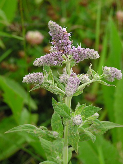 mäta dlholistá Mentha longifolia (L.) L.