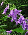 zvonček repkovitý, campanula rapunculoides l.