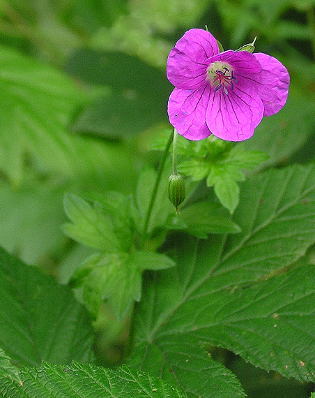 pakost močiarny, geranium polustre