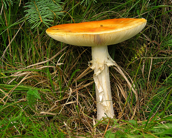 muchotrávka červená holá Amanita muscaria var. aureola (Kalchbr.) Quél.