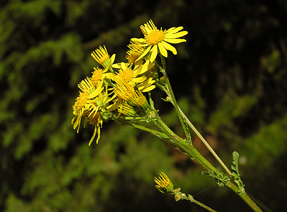 starček jakubov, senecio jacobea