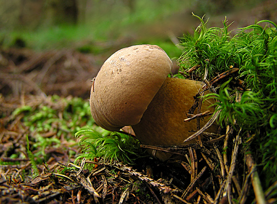 podhríb žlčový Tylopilus felleus (Bull.) P. Karst.