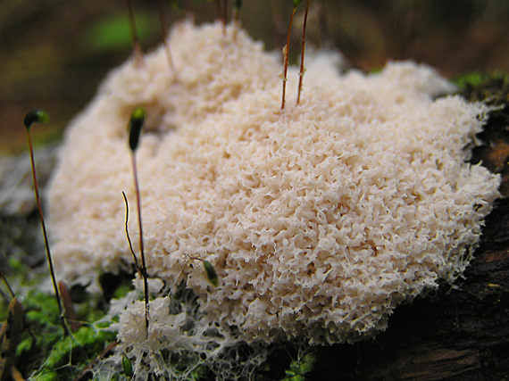 pĚNITKA BÍLÁ - Mucilago spongiosa