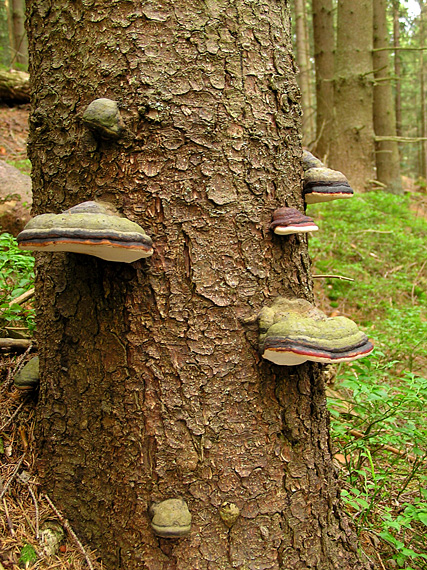 práchnovček pásikavý Fomitopsis pinicola (Sw.) P. Karst.