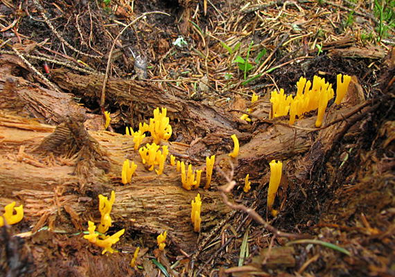 parôžkovec lepkavý Calocera viscosa (Pers.) Fr.