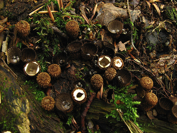 čiaškovec pásikavý Cyathus striatus (Huds.) Willd.