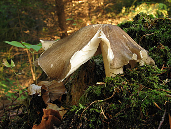 povraznica širokolupeňová Megacollybia platyphylla (Pers.) Kotl. & Pouzar