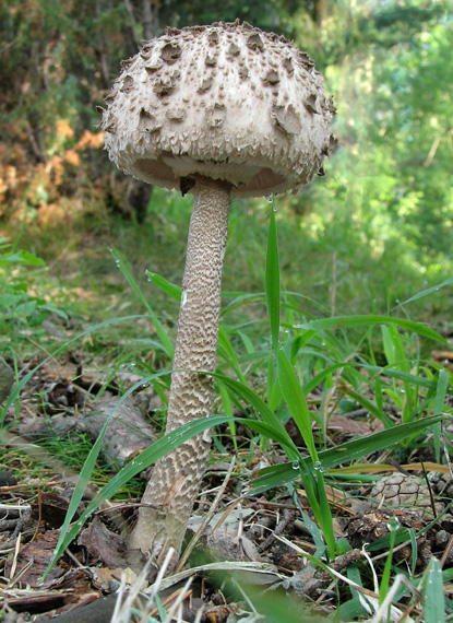 bedľa vysoká Macrolepiota procera (Scop.) Singer