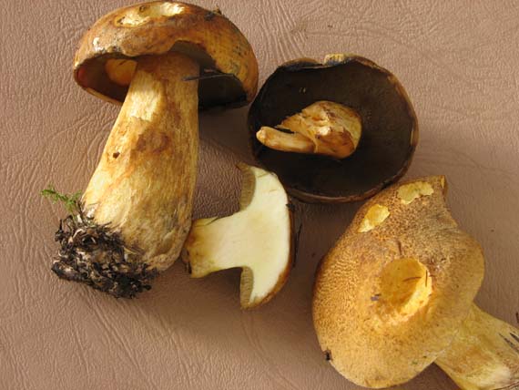 masliak strakatý Suillus variegatus (Sw.) Kuntze