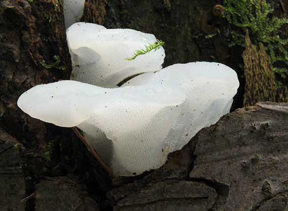 pajelenka želatínová Pseudohydnum gelatinosum (Scop.) P. Karst.