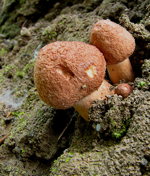 vláknica Inocybe sp.