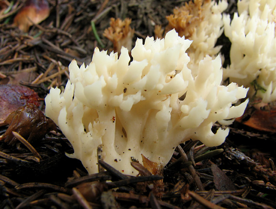 konárovka hrebenitá Clavulina coralloides (L.) J. Schröt.