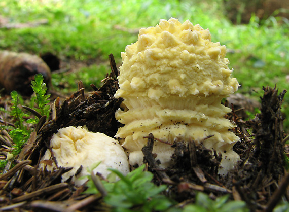 muchotrávka kráľovská Amanita regalis (Fr.) Michael