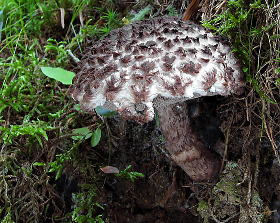 šiškovec šupinatý Strobilomyces strobilaceus (Scop.) Berk.