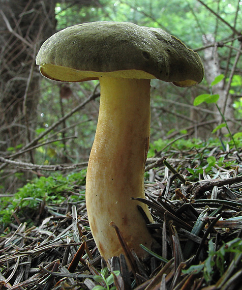 suchohríb plstnatý Boletus subtomentosus L.