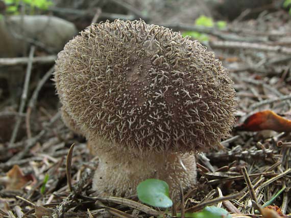 prášnica pichliačová Lycoperdon echinatum Pers.