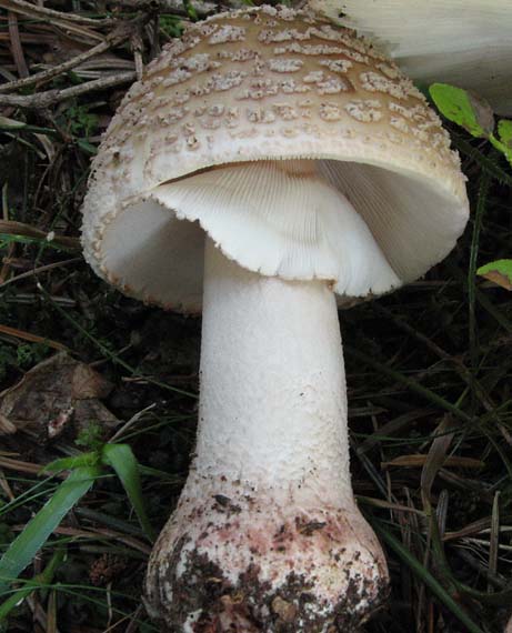 muchotrávka červenkastá Amanita rubescens Pers.