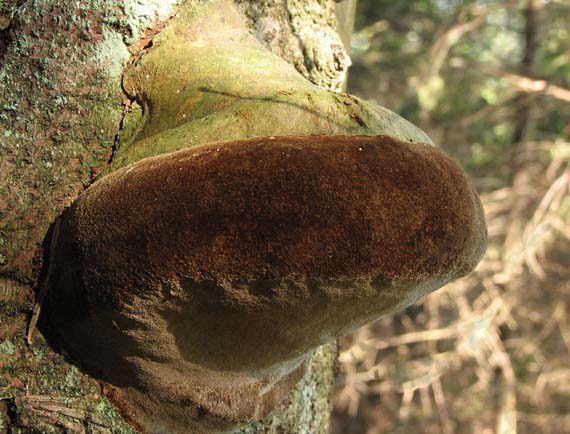 ohňovec Phellinus sp.