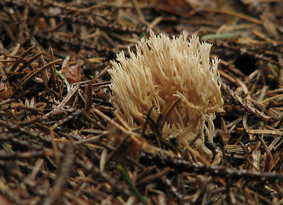 strapačka (Ramaria sp.)