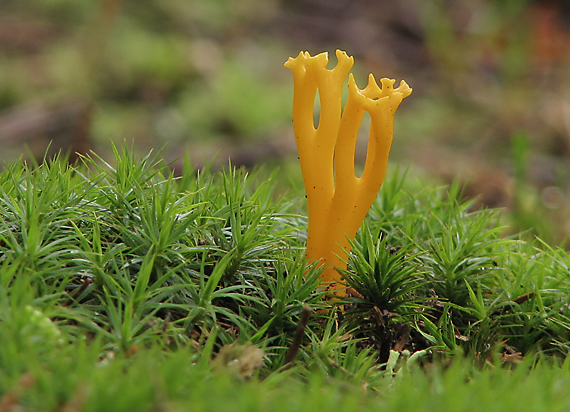 parôžkovec lepkavý Calocera viscosa (Pers.) Fr.