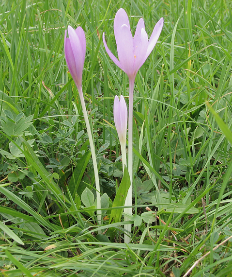 jesienka obyčajná Colchicum autumnale