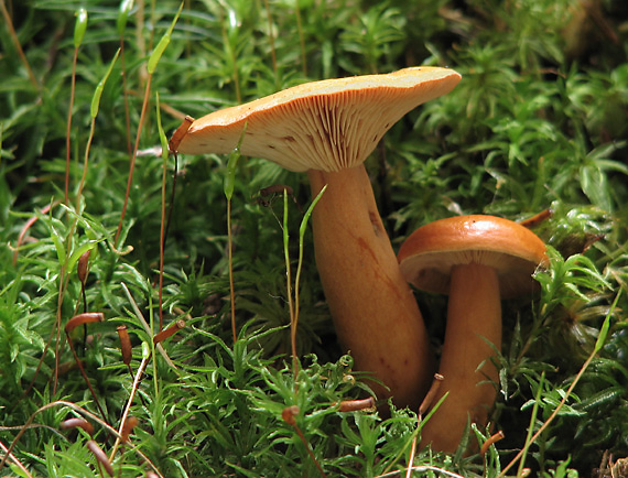 rýdzik Lactarius sp.