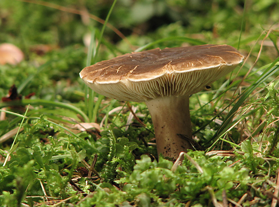 rýdzik Lactarius sp.