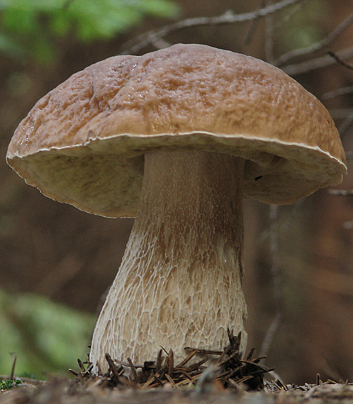 hríb smrekový Boletus edulis Bull.