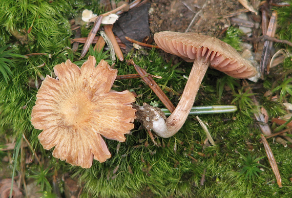 lakovka (Laccaria sp.)