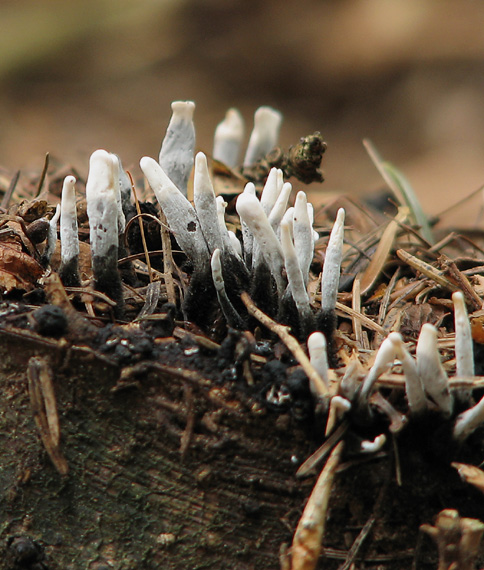 drevnatec parohatý Xylaria hypoxylon (L.) Grev.