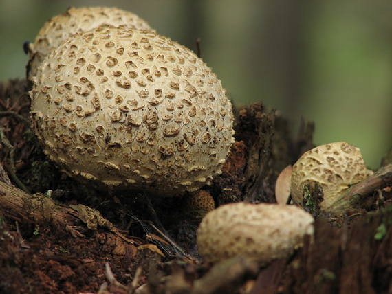 pestrec obyčajný Scleroderma citrinum Pers.