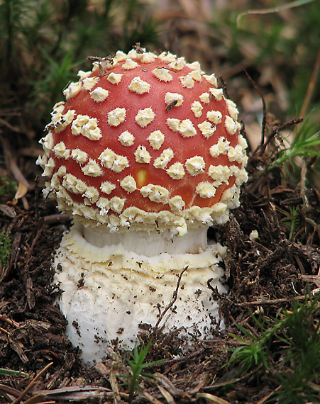 muchotrávka červená Amanita muscaria (L.) Lam.