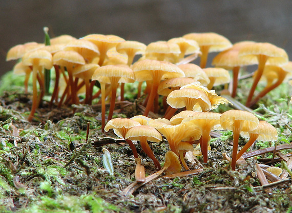 tanečnička zvončekovitá Xeromphalina campanella (Batsch) Maire