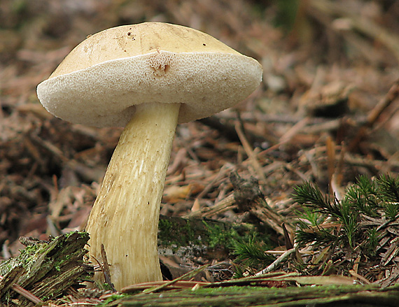 podhríb žlčový Tylopilus felleus (Bull.) P. Karst.