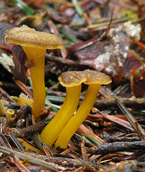 kuriatko lievikovité Craterellus tubaeformis (Fr.) Quél.