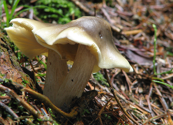 čírovka mydlová Tricholoma saponaceum (Fr.) P. Kumm.