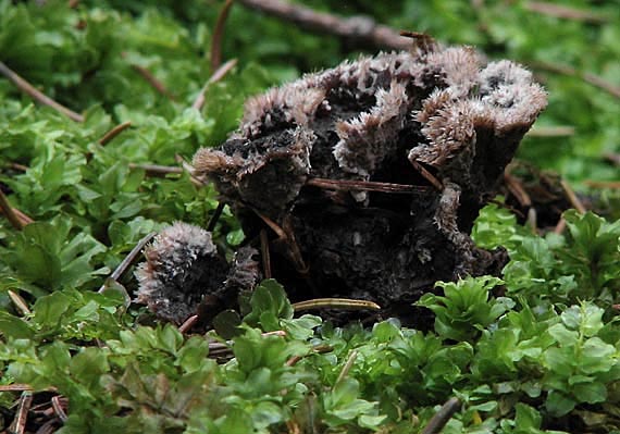 plesňovka zemná? Thelephora terrestris Ehrh.