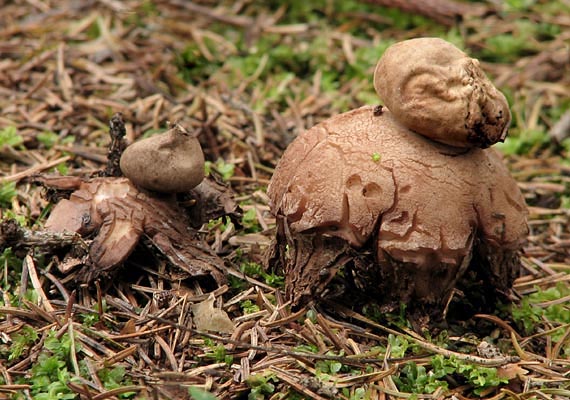 hviezdovka červenkastá Geastrum rufescens Pers.