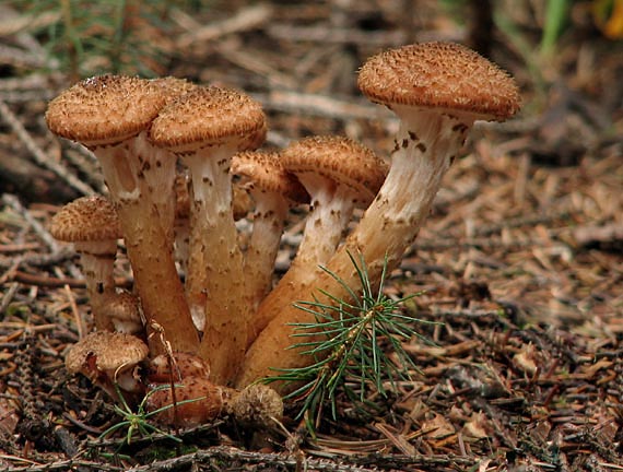 podpňovka tmavá Armillaria ostoyae (Romagn.) Herink