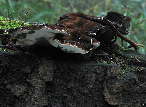 láziochlena Ischnoderma benzoinum (Wahlenb.) P. Karst.