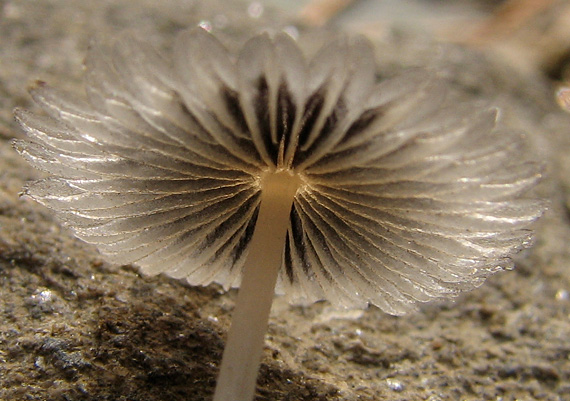 hnojník Coprinus sp.