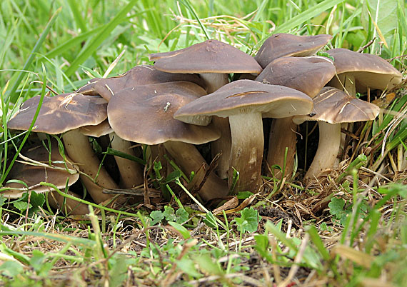 strmulec sivohnedý Lyophyllum fumosum (Pers.) P.D. Orton